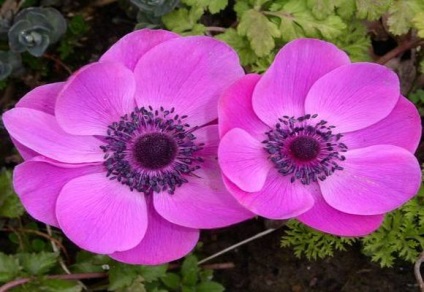 Anemone plantare și îngrijire în teren deschis