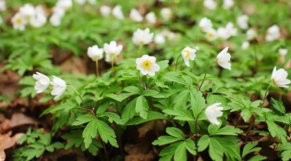 Anemone plantare și îngrijire în teren deschis