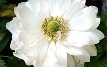 Anemone - îngrijire și plantare în soiurile deschise, populare și fotografii de de-kaen și brigitte