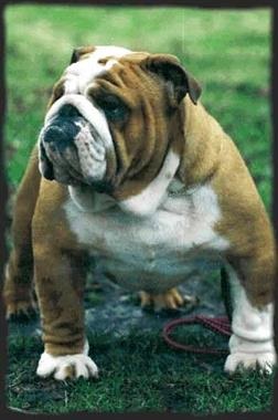 Engleză bulldog - descriere, caracteristici, boli, cum să hrănească, fotografii de câini Engleză Bulldog