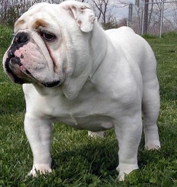 Engleză bulldog - descriere, caracteristici, boli, cum să hrănească, fotografii de câini Engleză Bulldog