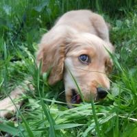 English Cocker Spaniel - caracter, fotografie și descriere a rasei