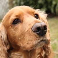 English Cocker Spaniel - caracter, fotografie și descriere a rasei