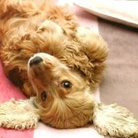 English Cocker Spaniel - caracter, fotografie și descriere a rasei