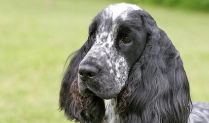 English Cocker Spaniel - caracter, fotografie și descriere a rasei