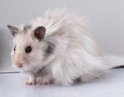 Angorii hamsteri