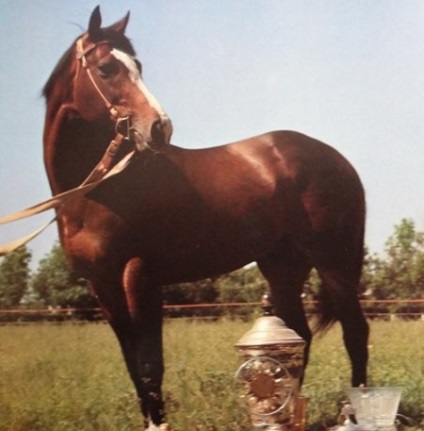 Aniline - a Szovjetunió leghíresebb versenyhornya - lovakról szóló site