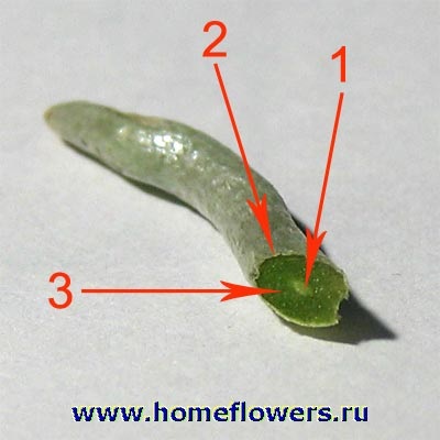 Anthurium - flori și plante de interior închise