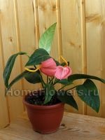 Anthurium - flori și plante de interior închise