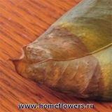 Anthurium - flori și plante de interior închise