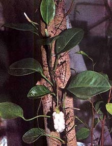 Anthurium alpinism (anthurium scandens) alpinism anthurium, liana, tulpina, culoare, fructe de padure, spike flori,
