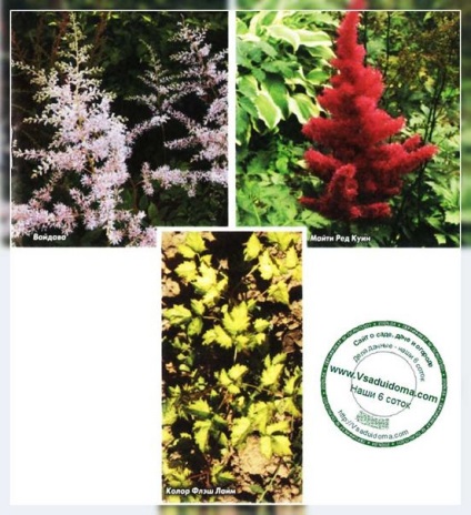 Astilbe - soi (descriere foto), site-ul de grădină, cabana și plante de apartament