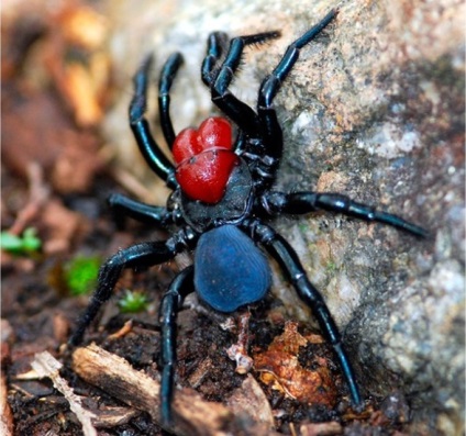 Az ausztrál pókok a legveszélyesebb tízek