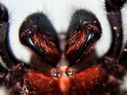 Păianjenii australieni sunt cei mai periculoși zece
