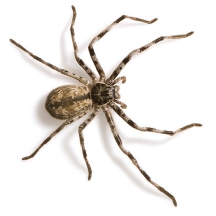 Az ausztrál pókok a legveszélyesebb tízek