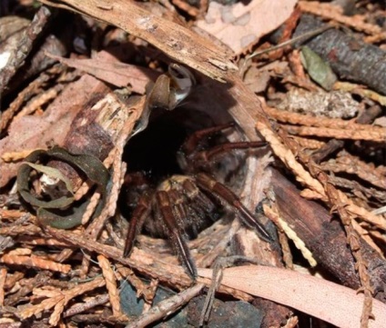 Păianjenii australieni sunt cei mai periculoși zece