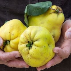 Quince - retete de gatit pentru gem de iarna de gutui, compot, gem, fructe confiate (reteta pas-cu-pas) si