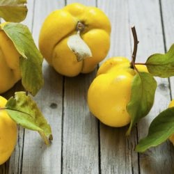 Quince - retete de gatit pentru gem de iarna de gutui, compot, gem, fructe confiate (reteta pas-cu-pas) si