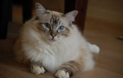 Bambino (pisică) - descriere rasă, preț și fotografie