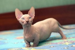 Bambino (котка) - порода описание, цена и снимки
