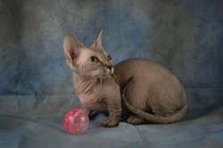 Bambino (pisică) - descriere rasă, preț și fotografie