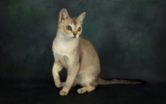 Bambino (macska) - fajta leírása, ár és fotó