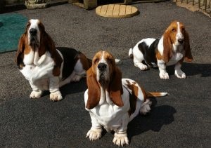 Basset Hound A fajta leírása, karakter, fotó, mindent a kutyákról