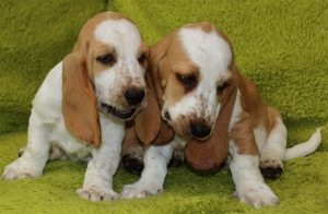 Basset Hound Descrierea rasei, caracterului, fotografiei, totul despre câini