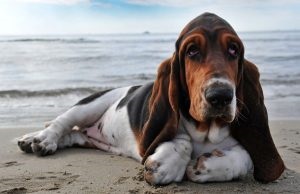 Basset Hound Descrierea rasei, caracterului, fotografiei, totul despre câini