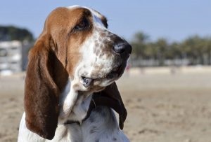 Basset Hound A fajta leírása, a karakter, a fotó, minden a kutyákról