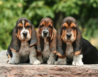 Basset Hound Descrierea rasei, caracterului, fotografiei, totul despre câini