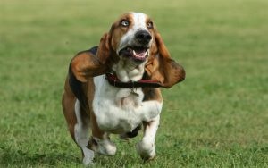 Basset Hound A fajta leírása, a karakter, a fotó, minden a kutyákról