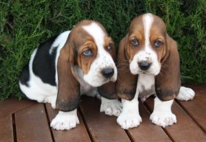 Basset Hound Descrierea rasei, caracterului, fotografiei, totul despre câini