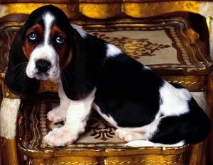 Basset Hound Descrierea rasei, caracterului, fotografiei, totul despre câini