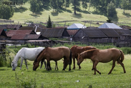 Bunicii albi, un magazin fără vodcă și un alcoolic cum să trăiască într-un sat sobru în Bashkortostan