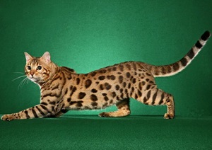 Bengal cat - portal de pisici leopard acasă despre animale de companie