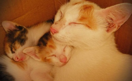 Sarcina și nașterea la pisici