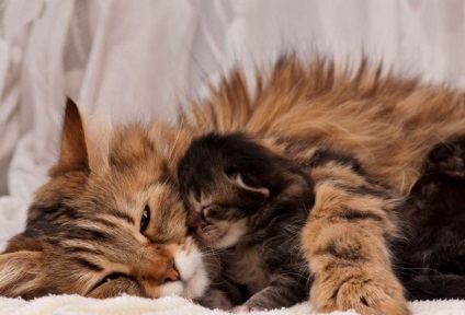 Sarcina și nașterea la pisici