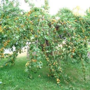 Cadou de neprețuit de natură - ulei de caise de păr