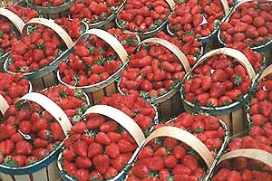 Idei biologice ale industriei agroalimentare (căpșuni în seră)