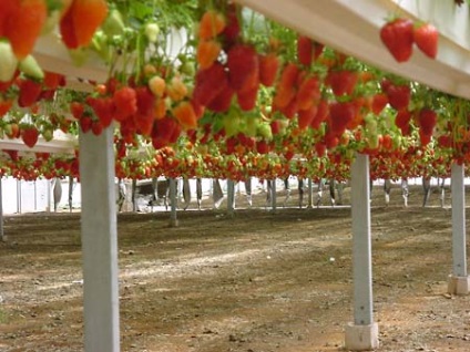 Idei biologice ale industriei agroalimentare (căpșuni în seră)