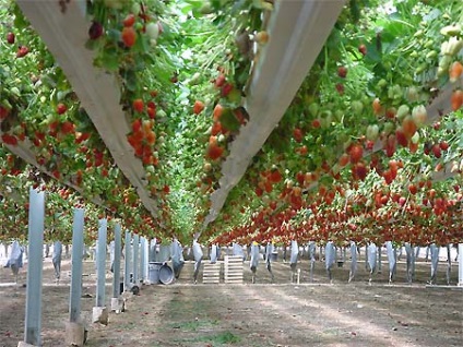 Idei biologice ale industriei agroalimentare (căpșuni în seră)