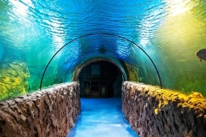 Ideea de afaceri de a construi un oceanarium, o planetă de neptune - construcția, proiectarea acvariilor