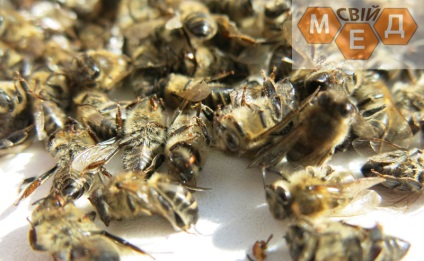Bolile de tratament al albinelor, tipuri, fotografii ale bolilor