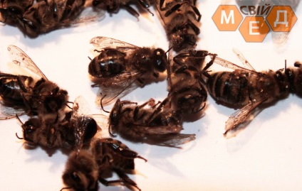 Bolile de tratament al albinelor, tipuri, fotografii ale bolilor