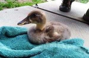 Duckling simptome, tratament și de prevenire