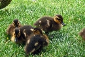 Duckling simptome, tratament și de prevenire