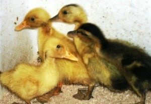 Duckling simptome, tratament și de prevenire
