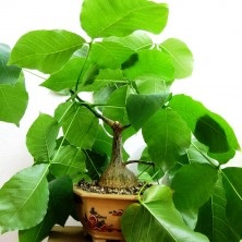 Bombax sau mexican baobab - raritet-plante, plante raritet