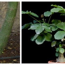 Bombax sau mexican baobab - raritet-plante, plante raritet